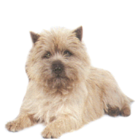 Honden plaatjes Cairn terrier 