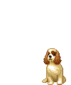 Honden plaatjes Cavelier 
