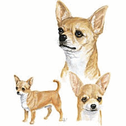 Honden plaatjes Chihuahua 