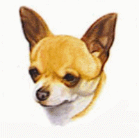 Honden plaatjes Chihuahua 