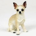 Honden plaatjes Chihuahua 