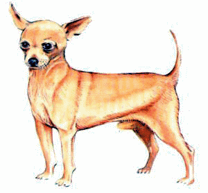 Honden plaatjes Chihuahua 