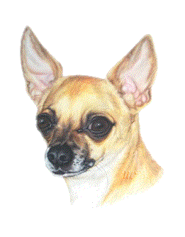 Honden plaatjes Chihuahua 