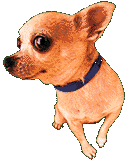 Honden plaatjes Chihuahua Knip Oog Chihuahua