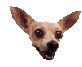 Honden plaatjes Chihuahua Hondekop Chiwawa Bewegend Plaatje