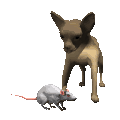 Honden plaatjes Chihuahua 