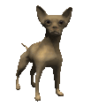 Honden plaatjes Chihuahua 