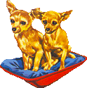 Honden plaatjes Chihuahua 