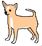 Honden plaatjes Chihuahua 