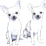 Honden plaatjes Chihuahua 