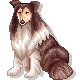 Honden plaatjes Collie 