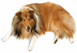 Honden plaatjes Collie 