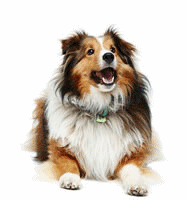 Honden plaatjes Collie 