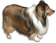 Honden plaatjes Collie 