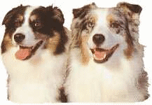 Honden plaatjes Collie 