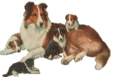 Honden plaatjes Collie 