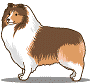 Honden plaatjes Collie 