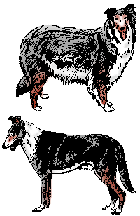 Honden plaatjes Collie 