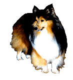 Honden plaatjes Collie 
