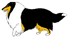 Honden plaatjes Collie 
