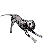 Honden plaatjes Dalmatier 