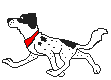 Honden plaatjes Dalmatier 