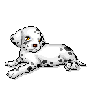Honden plaatjes Dalmatier 