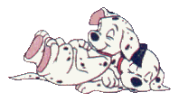 Honden plaatjes Dalmatier 