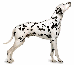 Honden plaatjes Dalmatier 