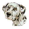 Honden plaatjes Dalmatier 