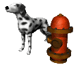 Honden plaatjes Dalmatier 