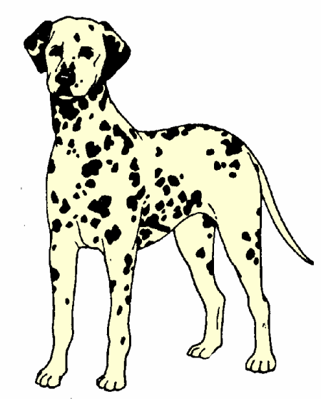Honden plaatjes Dalmatier 