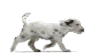 Honden plaatjes Dalmatier 