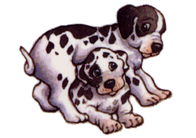 Honden plaatjes Dalmatier 