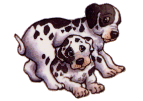 Honden plaatjes Dalmatier 