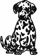 Honden plaatjes Dalmatier 