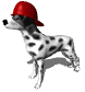 Honden plaatjes Dalmatier 