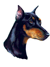 Honden plaatjes Dobermann 