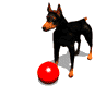 Honden plaatjes Dobermann 