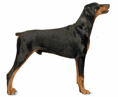 Honden plaatjes Dobermann 