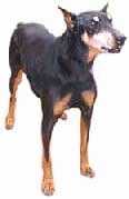 Honden plaatjes Dobermann 