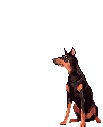 Honden plaatjes Dobermann 
