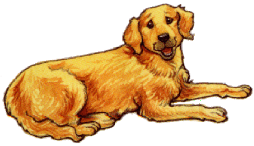 Honden plaatjes Golden retriever 