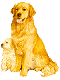 Honden plaatjes Golden retriever 