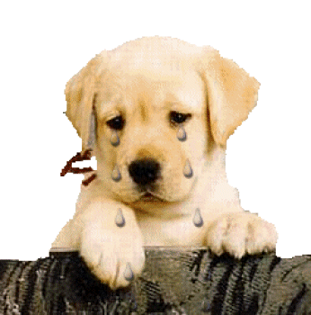 Honden plaatjes Golden retriever 