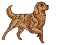 Honden plaatjes Golden retriever 