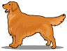 Honden plaatjes Golden retriever 