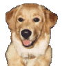 Honden plaatjes Golden retriever 