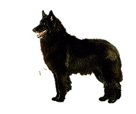 Honden plaatjes Groenendaeler 