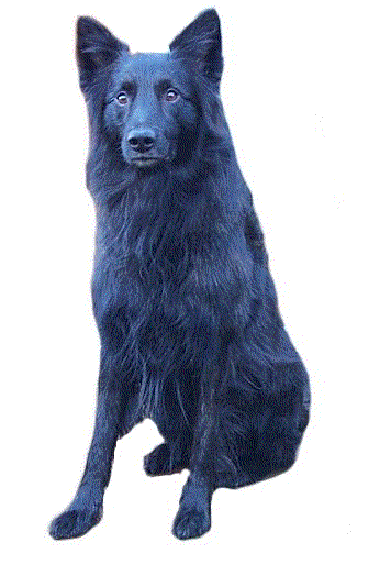 Honden plaatjes Groenendaeler 